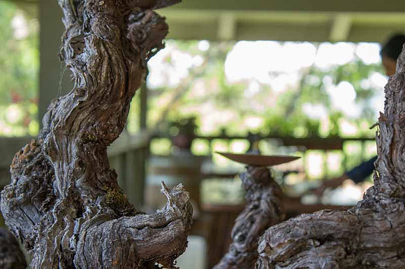 Alexander Valley Vineyards-24