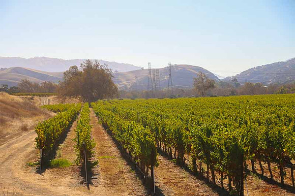 Sycamore Grove-18