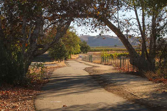 Sycamore Grove-6